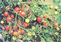 Whippersnapper red cherry tomatoes.